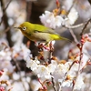 P4840488：桜にメジロ_R