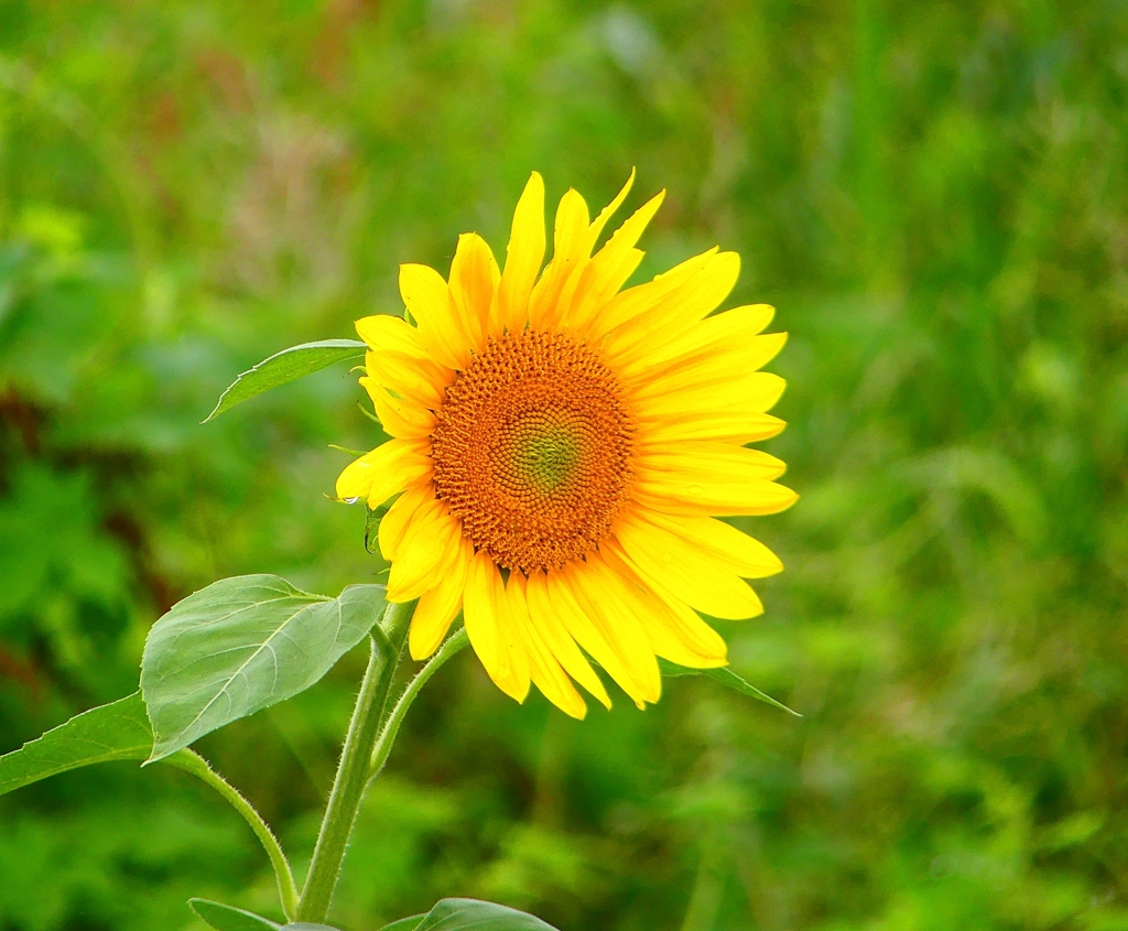 P1030188：ヒマワリ_R