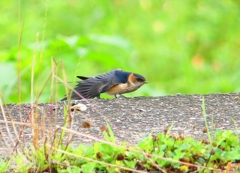 P1030657：コシアカツバメ（幼鳥）_R