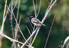 P4850821：夏羽ノビタキ（オス）_R