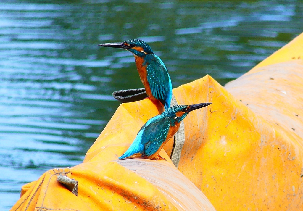 P4480481：カワセミ（オス）_R