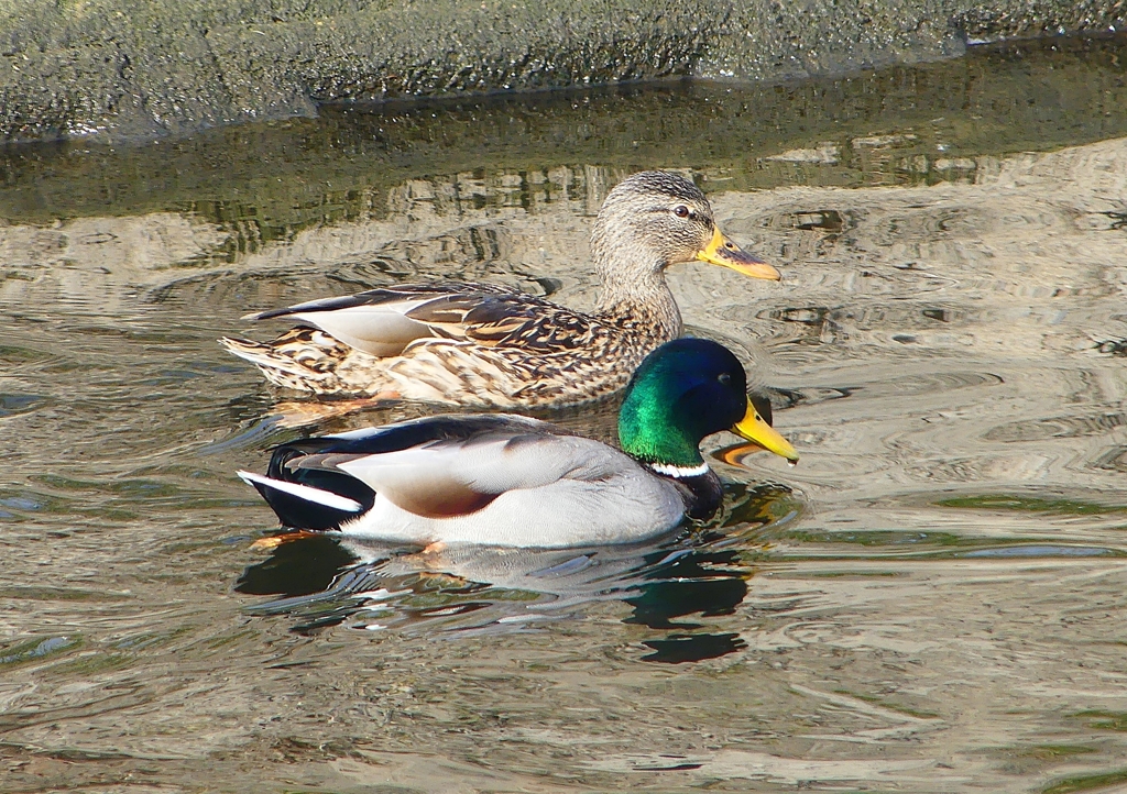 P1570740：マガモ_R