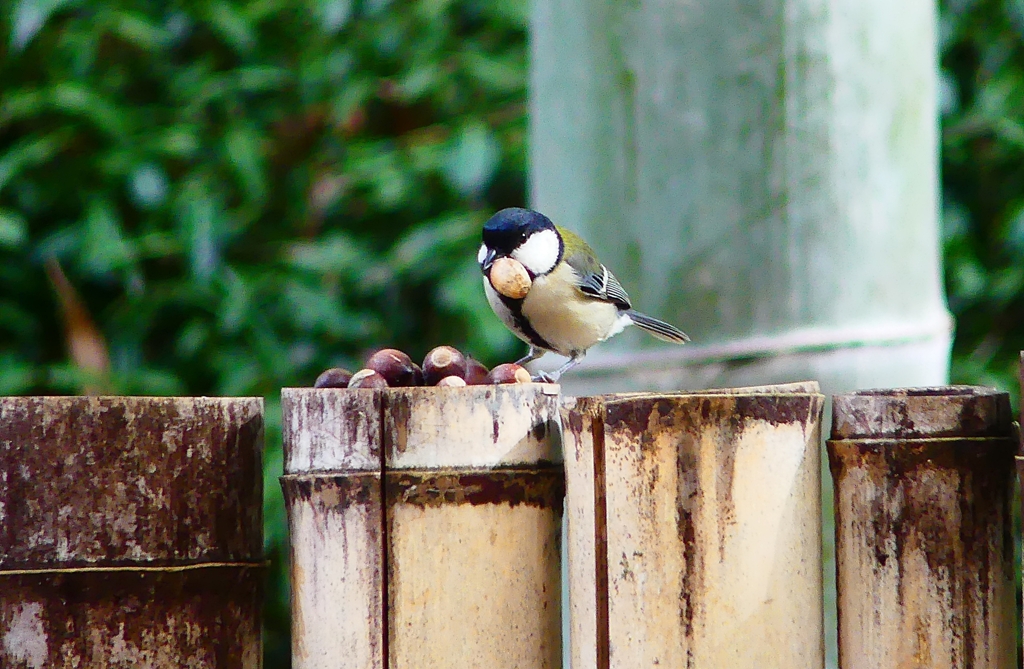 P4800012：シジュウカラ_R