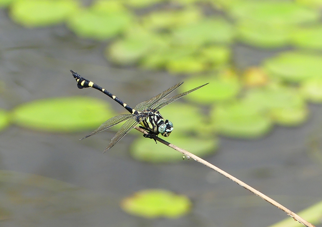 P1160052：タイワンウチワヤンマ_R
