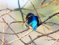 P3760437：カワセミ（メス）_R