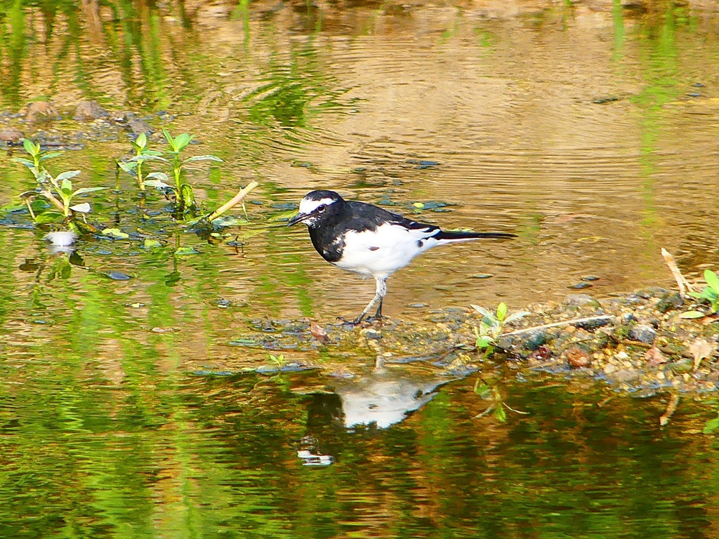 P1110561：セグロセキレイ_R