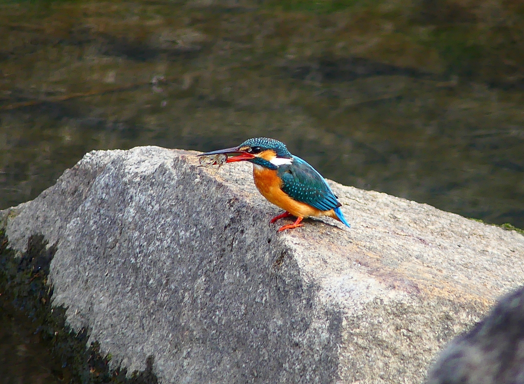 P4770138：カワセミ（メス）_R