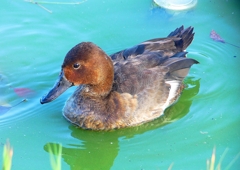 P1320367：ホシハジロ交雑種_R