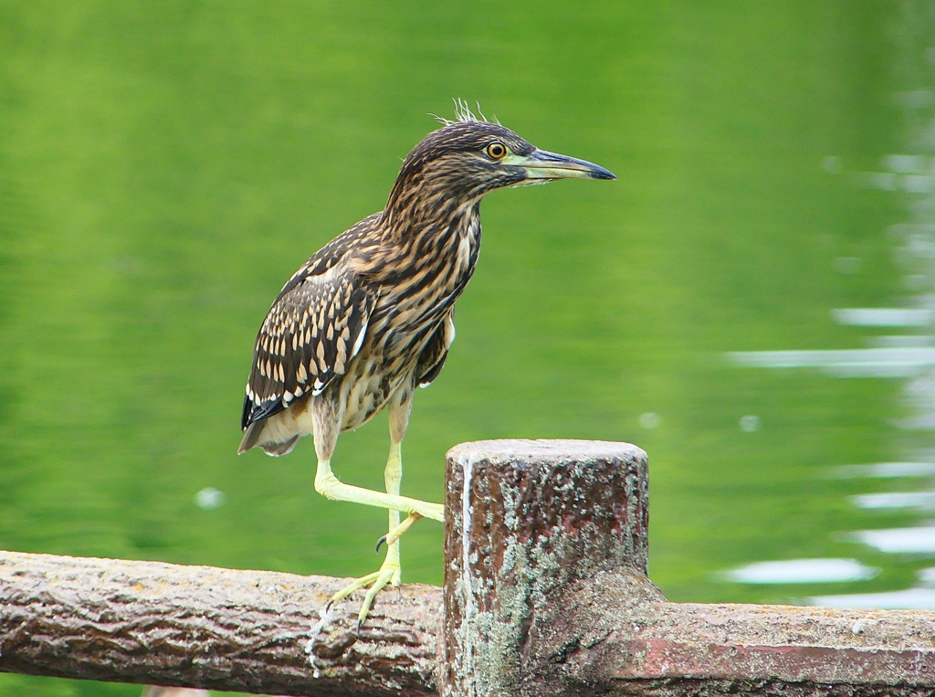 P1120660：ホシゴイ_R