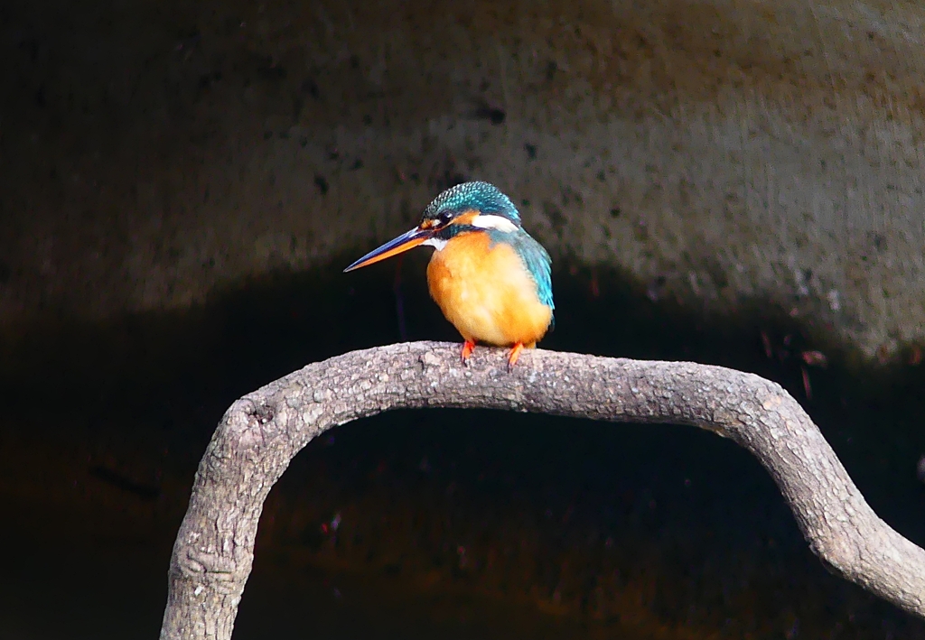 P4700480：カワセミ（メス）_R