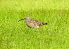 P1990612：チュウシャクシギ_R