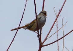 P1850500：ウグイス_R