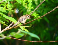 P4080824：モズ（幼鳥）_R