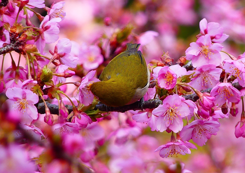 P1870108：河津桜にメジロ_R