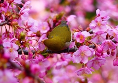 P1870108：河津桜にメジロ_R