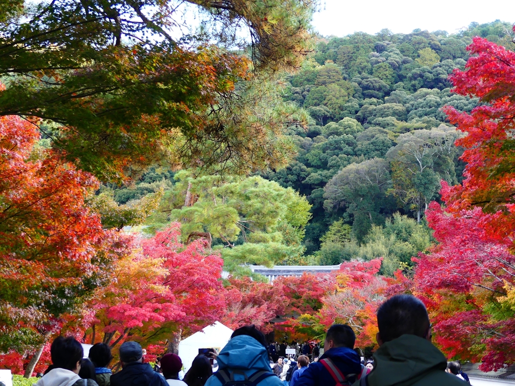 P1030440：永観堂＜京都の紅葉＞_R