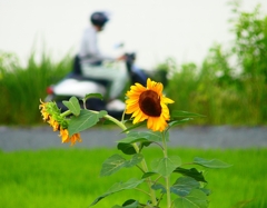 P4240285：ヒマワリ_R