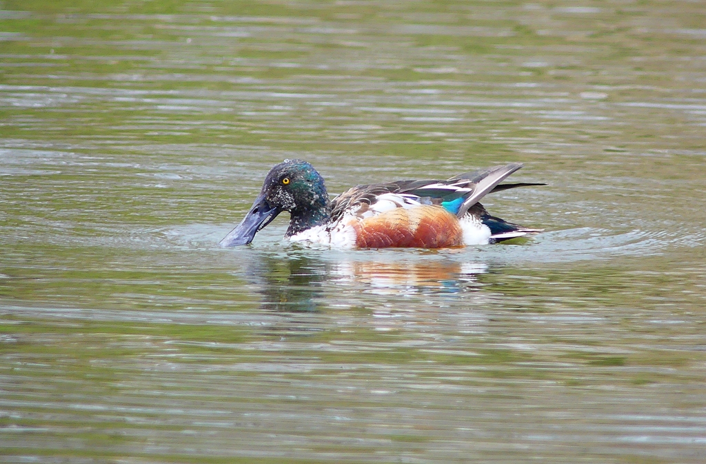 P3910217：ハシビロガモ（オス）_R