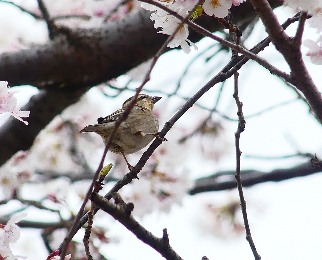 P3990484：ニュウナイスズメ（メス）_R