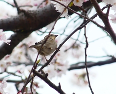 P3990484：ニュウナイスズメ（メス）_R