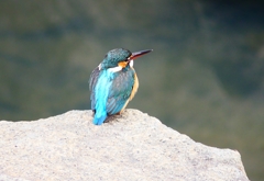 P4710359：カワセミ（メス）_R