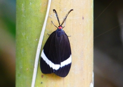 P1190604：ホタルガ_R