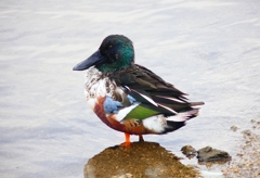 P3700823：ハシビロガモ（オス）_R