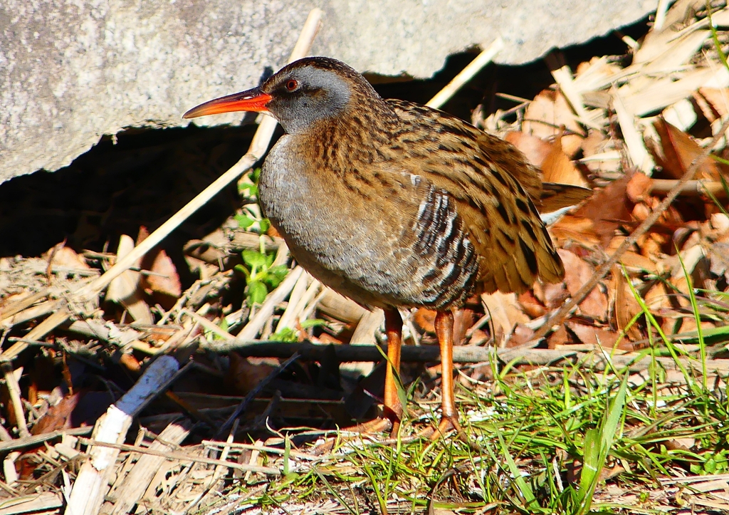 P1730138：クイナ_R