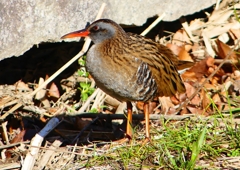 P1730138：クイナ_R