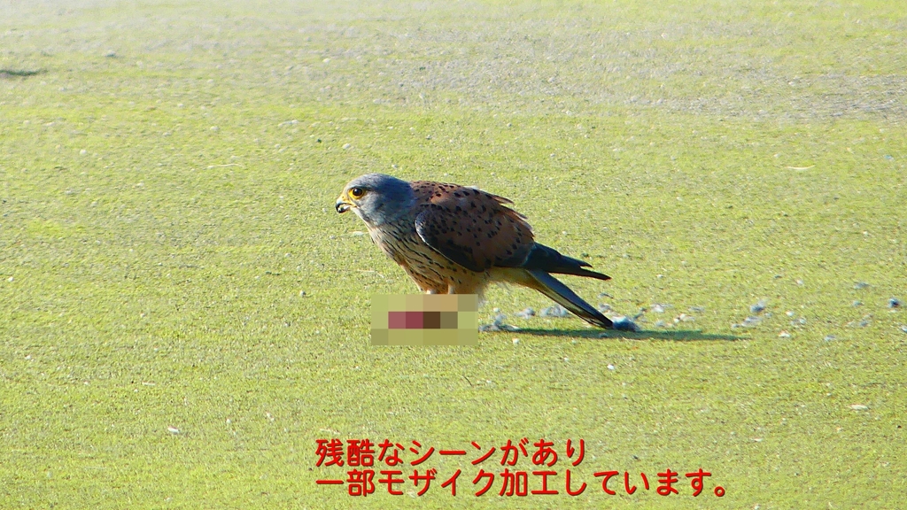 P1990095：チョウゲンボウ-22_R