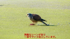P1990095：チョウゲンボウ-22_R
