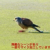 P1990095：チョウゲンボウ-22_R