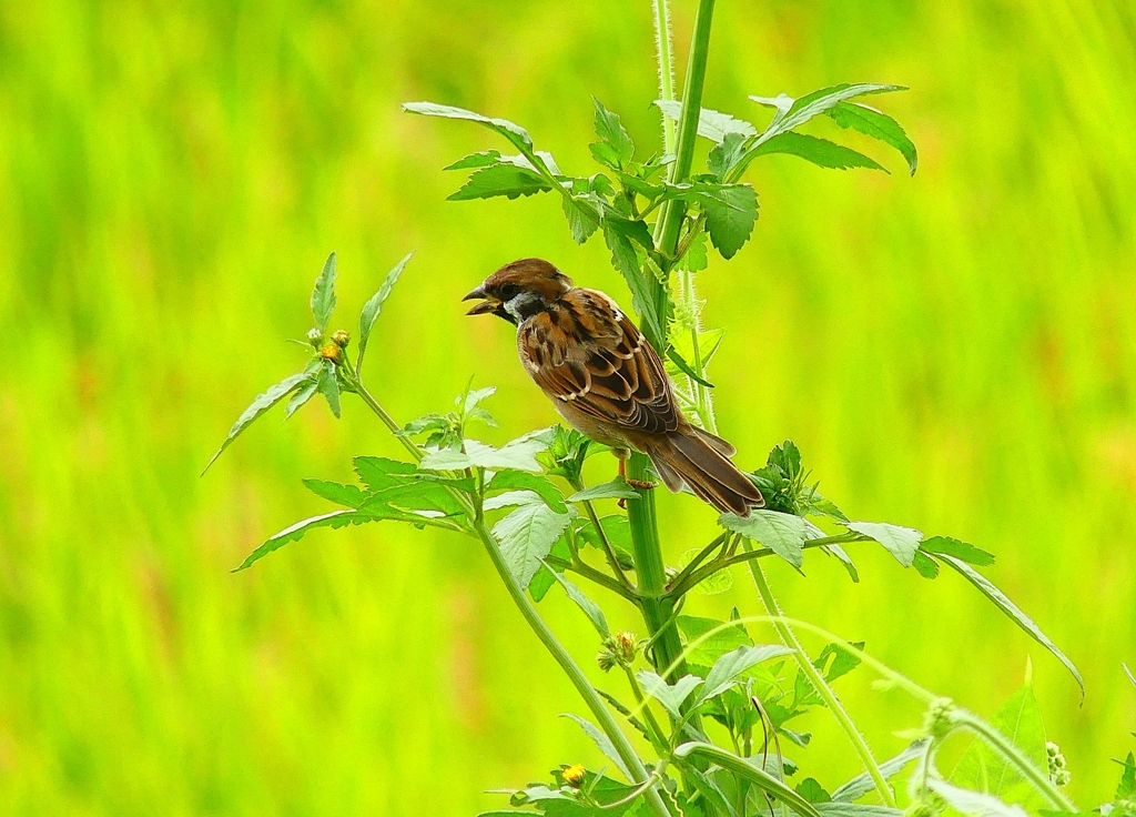 P4340671：スズメ_R