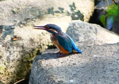 P1280718：カワセミ（メス）_R