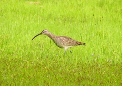 P1990592：チュウシャクシギ_R
