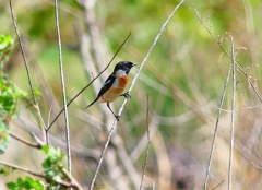 P4860027：夏羽ノビタキ（オス）_R