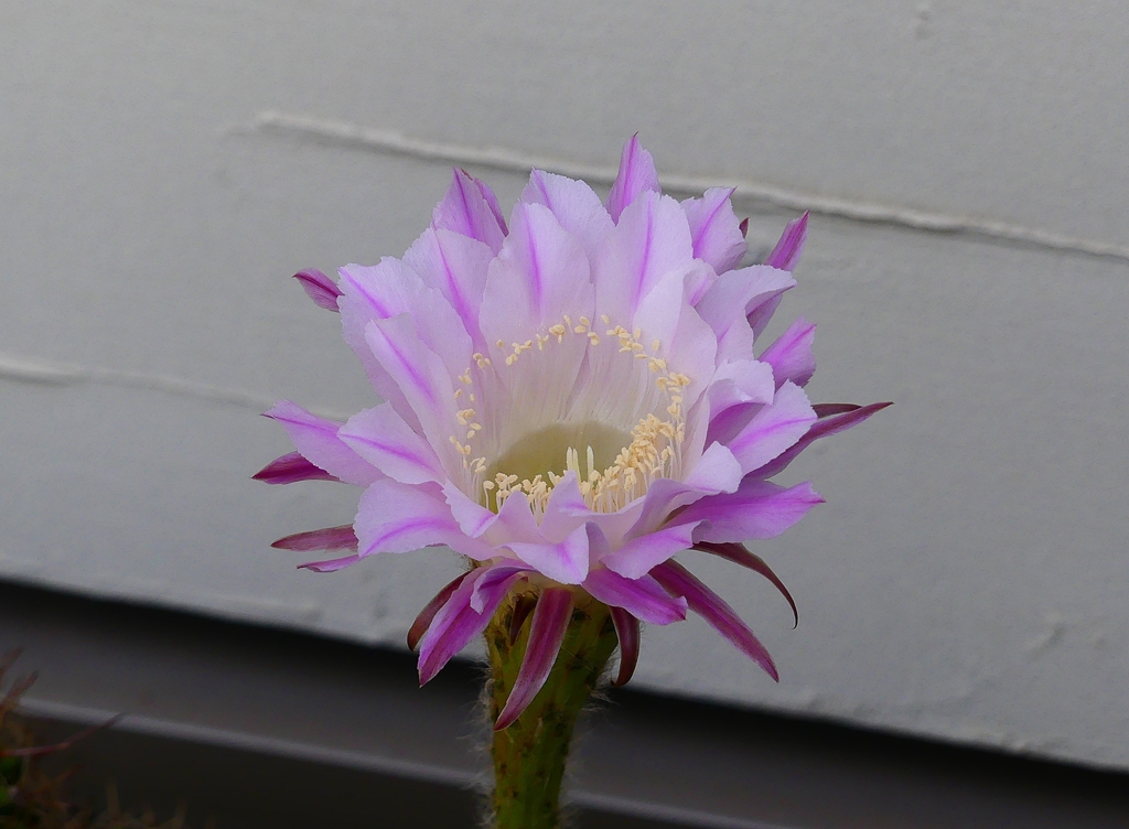 P4330743：サボテンの花_R