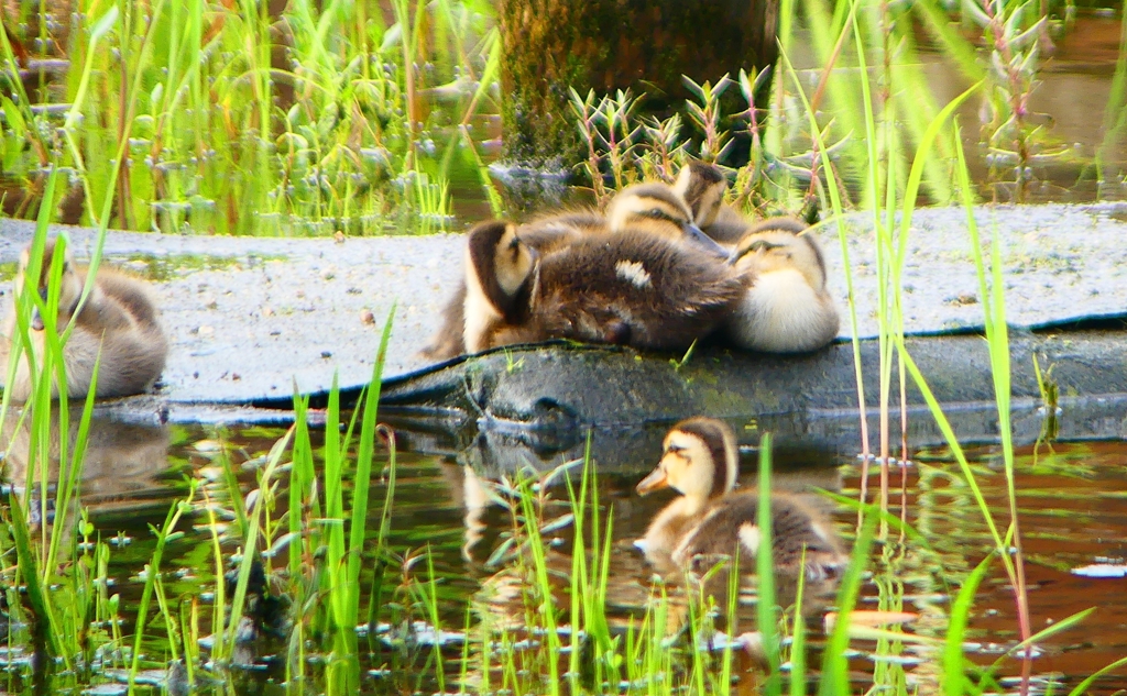 P1010545：カルガモのヒナ_R
