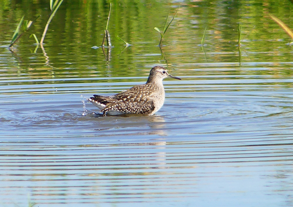 P1260043：タカブシギ_R
