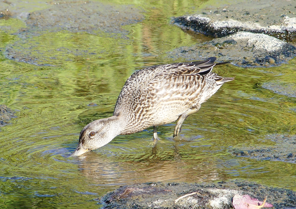 P1220363：コガモ_R