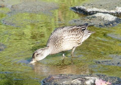 P1220363：コガモ_R