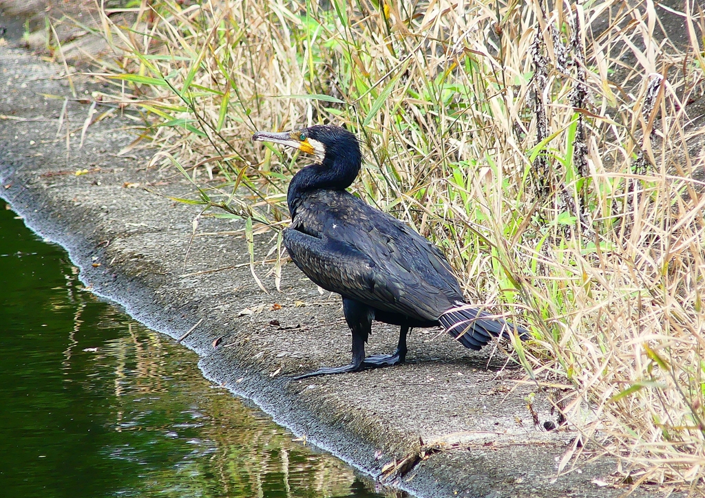 P4230411：カワウ_R