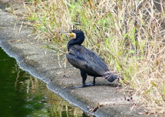 P4230411：カワウ_R