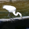 P1010381：ダイサギ_R