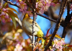 P1620173：桜メジロ_R