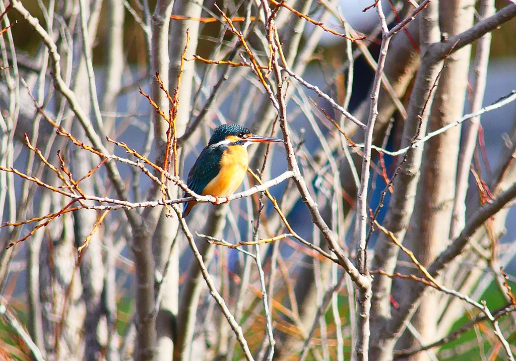 P4770114：カワセミ（メス）_R