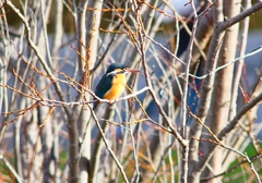 P4770114：カワセミ（メス）_R