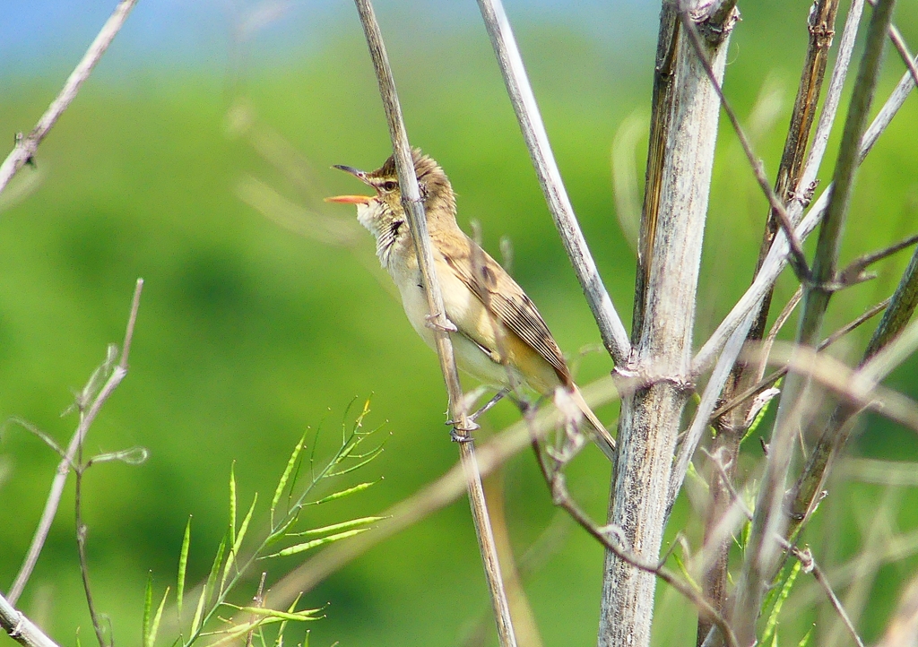 P2000554：オオヨシキリ_R