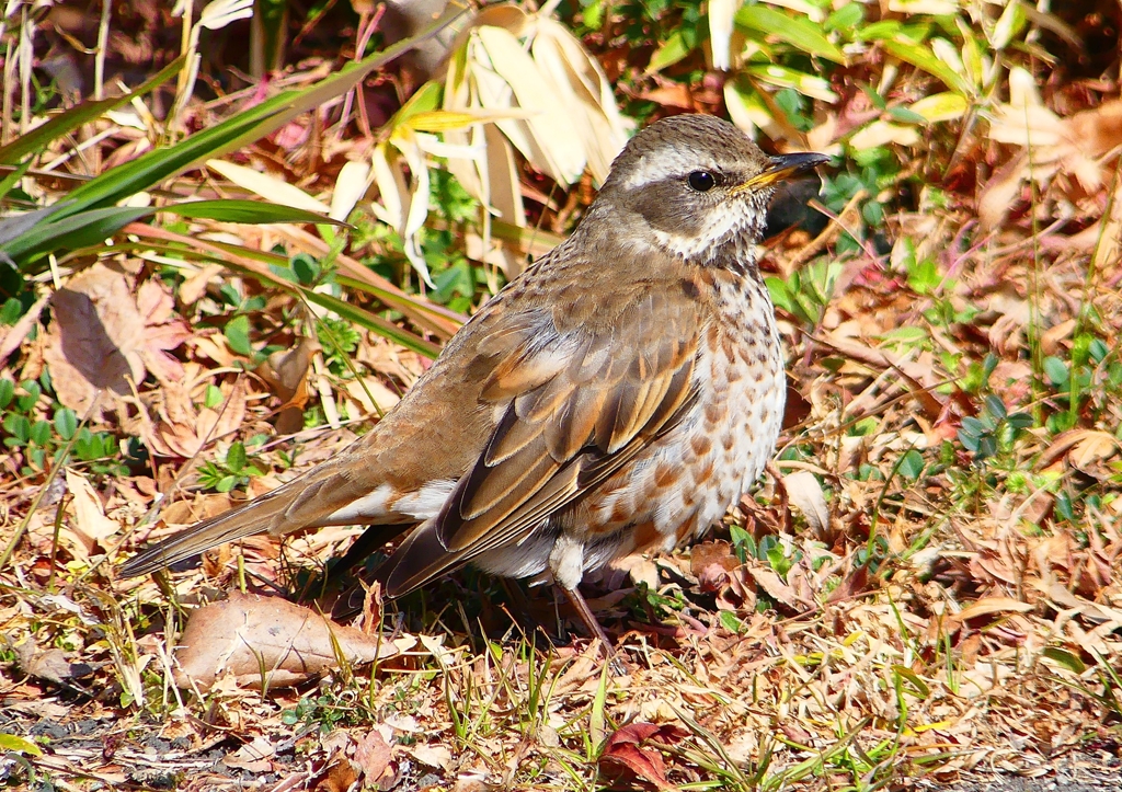 P1790639：ツグミ_R