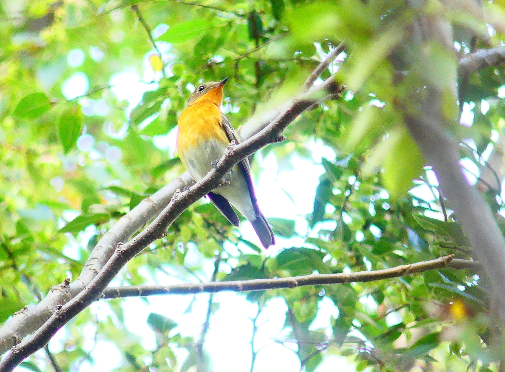 P4440509：ムギマキ（若鳥）_R